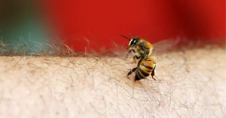 A closeup of a bee about to sting a man's arm