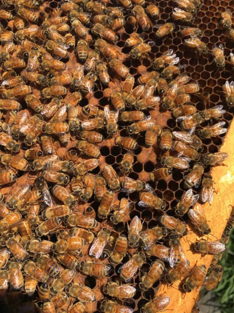 Thermoregulation Of The Honey Bee Colony - Ben Bees