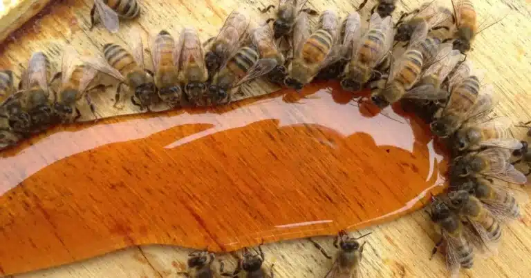 Bees feeding on sugar syrup