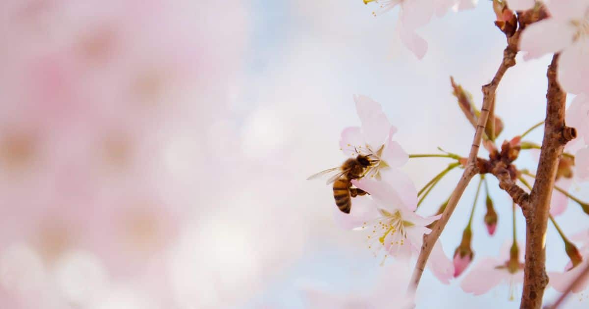 A single bee collecting pollen from small, pale pink flowers