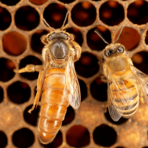 Italian queen bee for sale