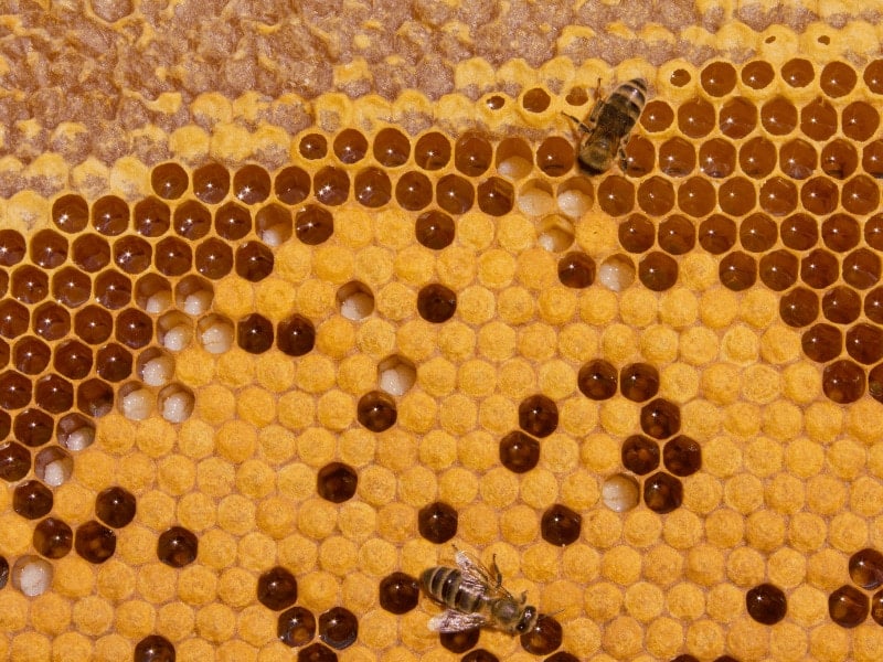 Italian queen bees for sale