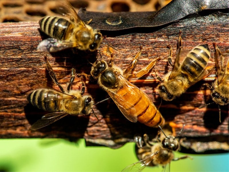 Queen bees mated