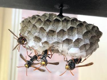A paper wasp nest