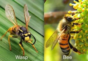 Wasp or bee?
