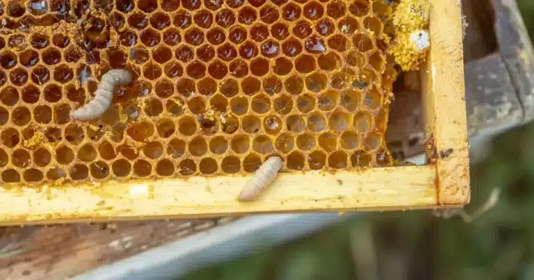 Wax moth larvae in a bee hive frame